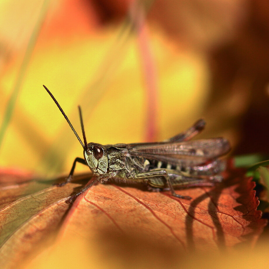 Insektenwanderung mit der Naturschutzjugend Peine